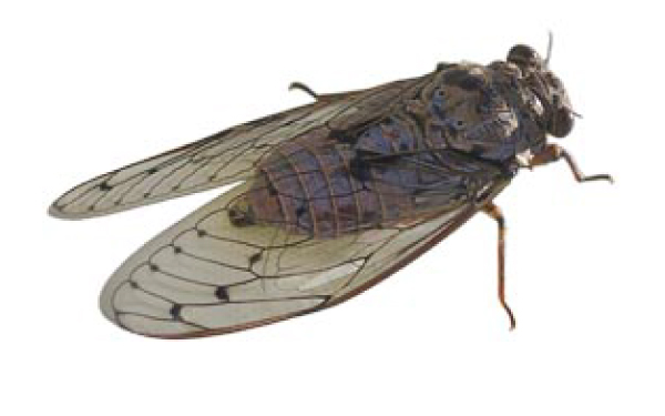 La Cigalle, die Zikade, die Königin des Sommers in der Provence