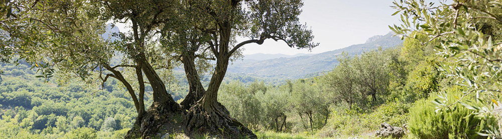 Olivenhain La Pose für das gleichnamige Olivenöl der Provence